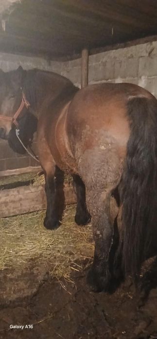 De vânzare iapă de 6 ani cu acte în regulă