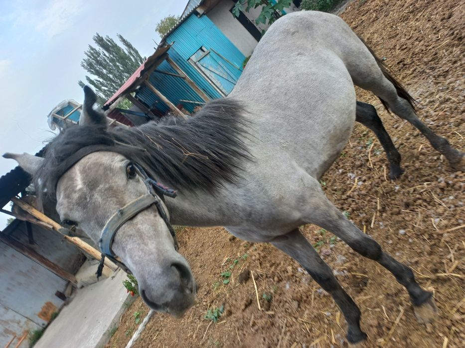 Кунан шыгар сатылады