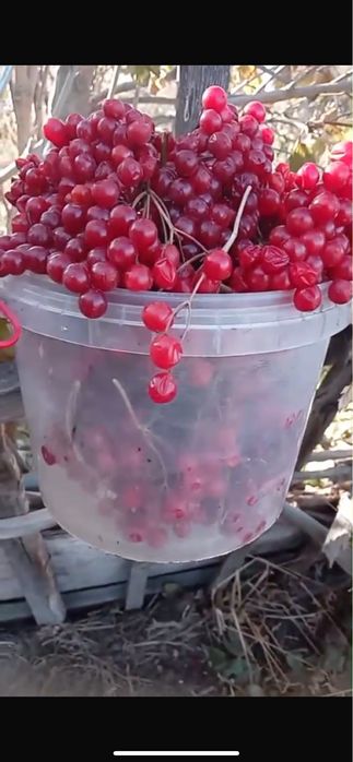 продам калину дачнаю