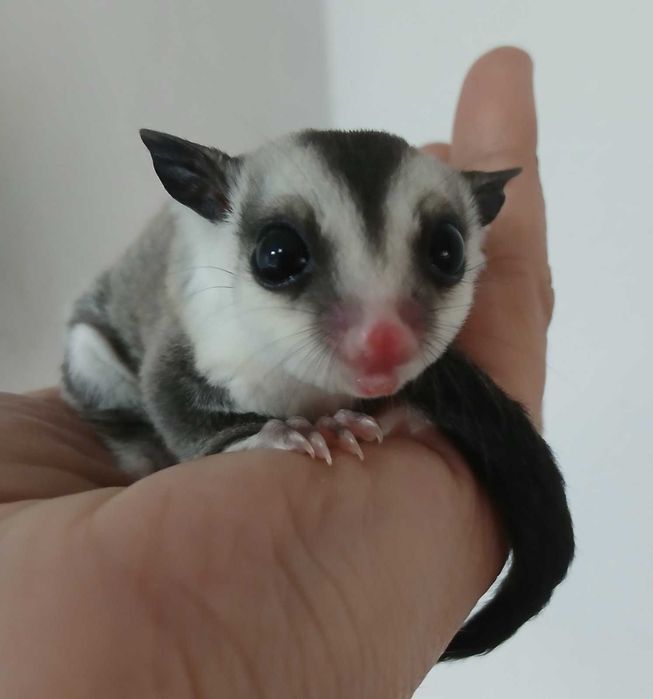 захарна катеричка, торбеста летяша катерица