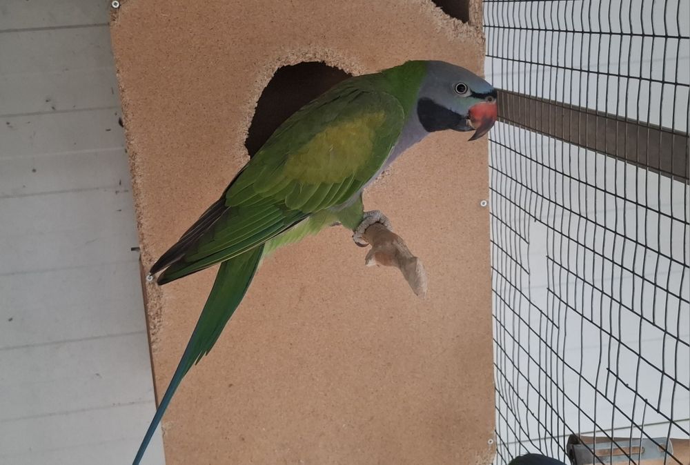 Папагали Китайски Александър/двойка