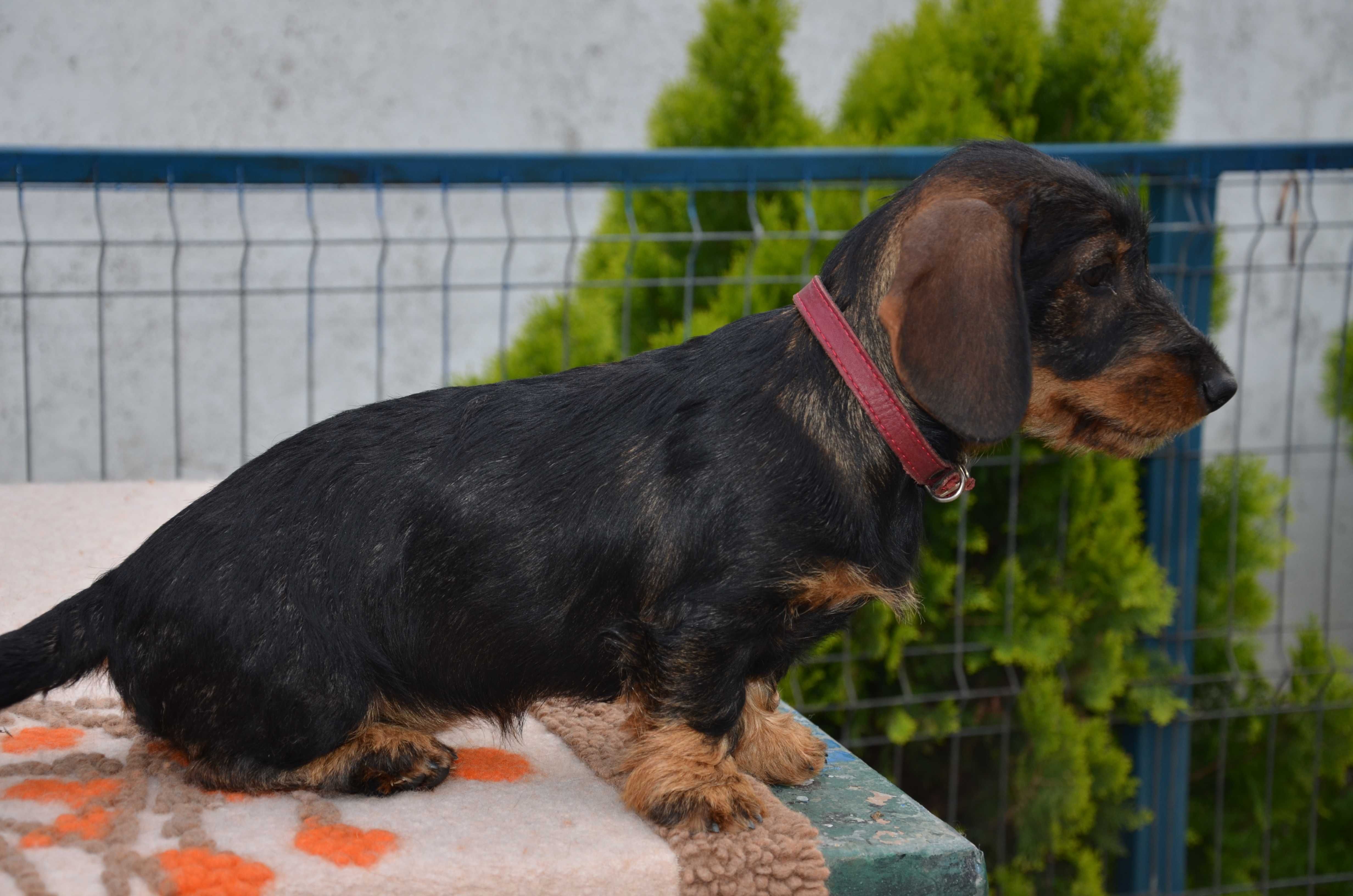 femela teckel sarmos standard , 4 luni , Pedigree A
