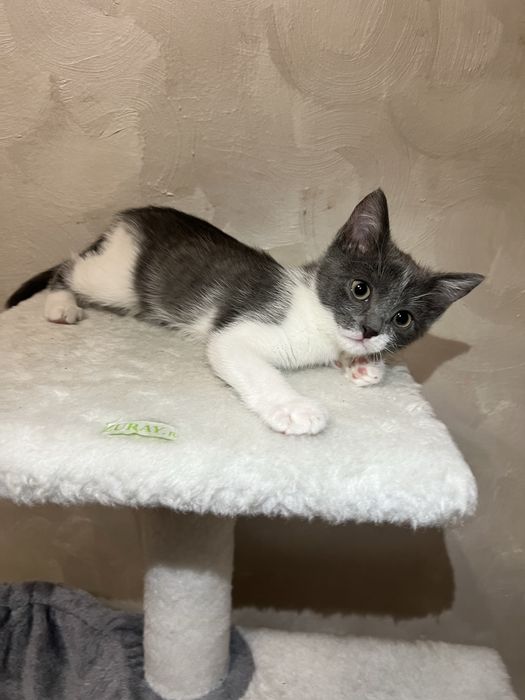 Отдам котят в любящую семью!