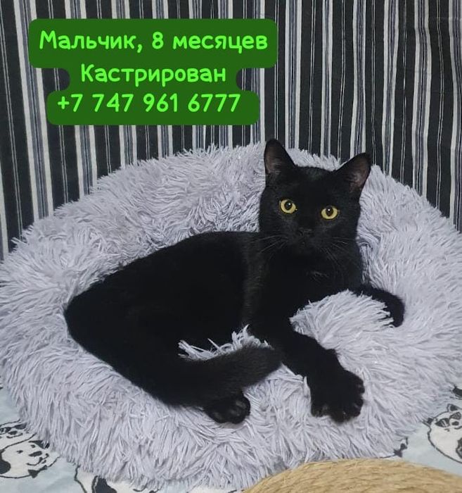 Котик подросток, кастрирован