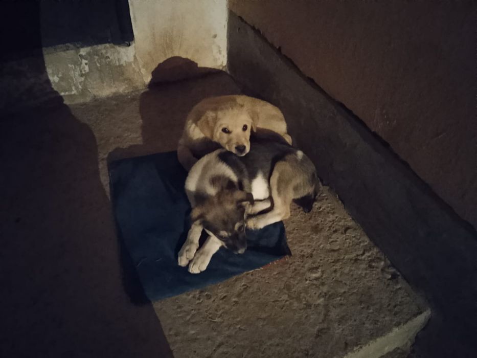 Отдам щенков бесплатно