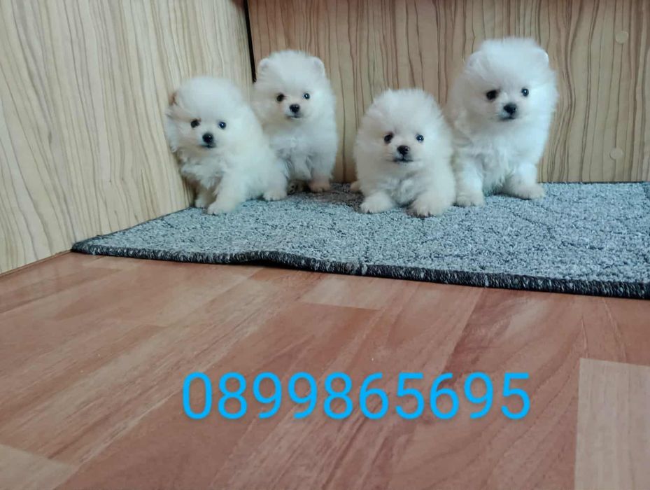 Померански Шпицове. Мъжки и женски.