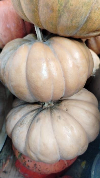 Продам домашнюю тыкву