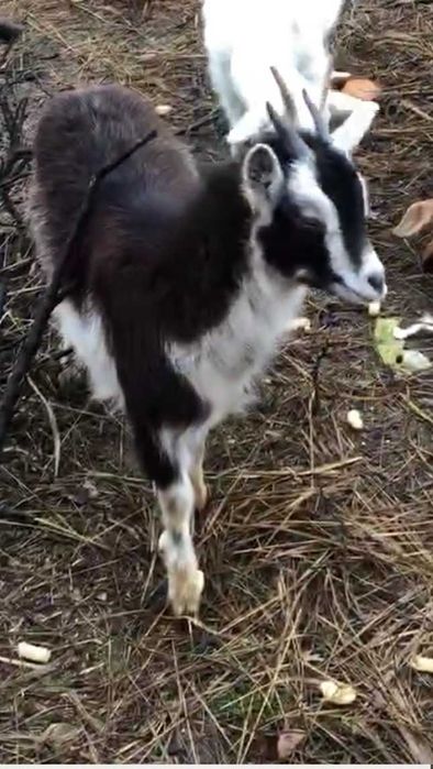 Vand capre si iezi in Suseni, Arges