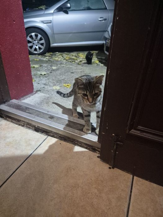 Doi motanei de 5 luni spre adoptie