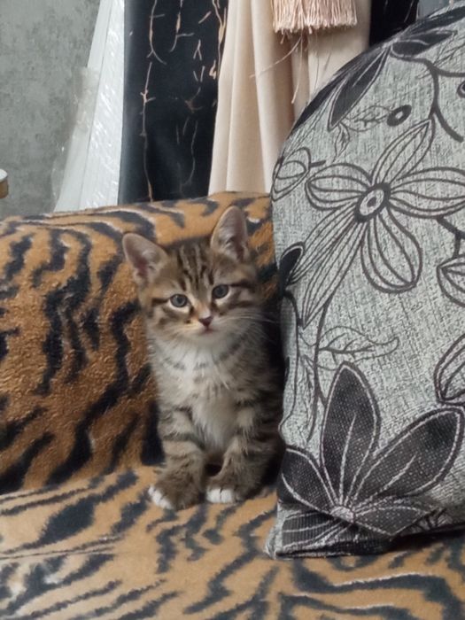 Отдам котёнка мальчика в добрые руки