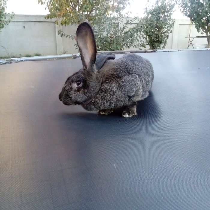Vând iepuriță din rasa belgian