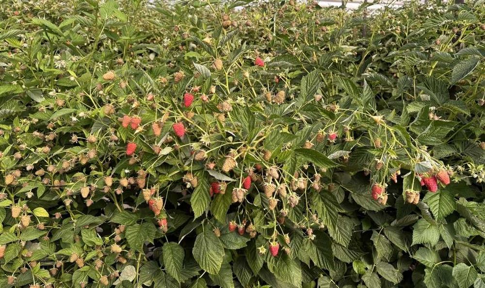 Разсад МАЛИНИ, мапема, енросадира, амира и др. ГОЛЕМИ КОЛИЧЕСТВА !