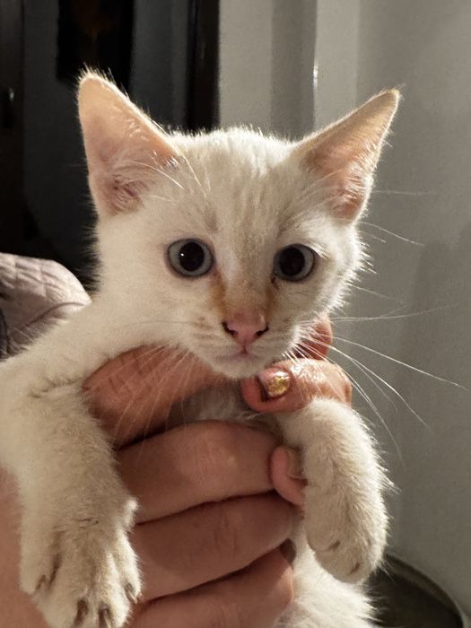 Donez pui de pisică – 3–4 luni