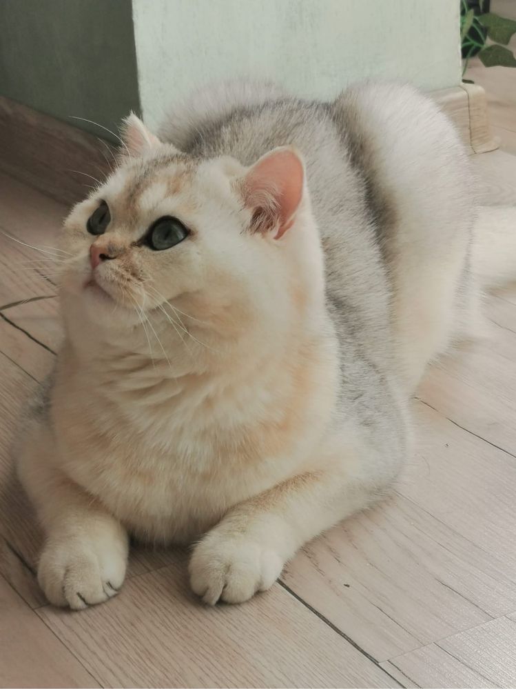 Motan British Shorthair