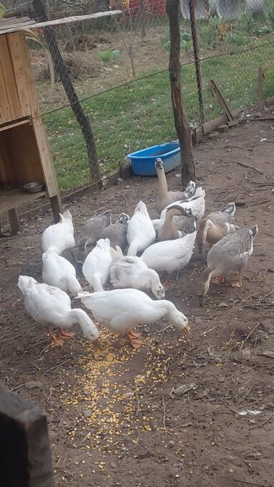 Gâște de vânzare,90 lei bucata sau 250 lei familia(3 bucăți)