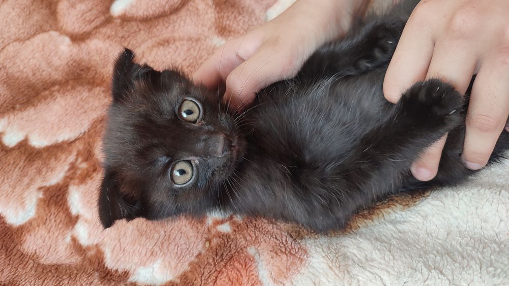 Отдам котенка в добрые руки