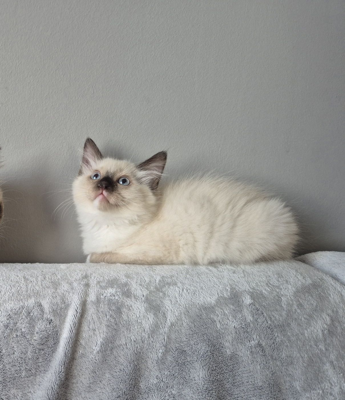 Ragdoll  Colorpoint