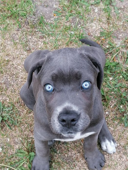 Pensiune canina Oradea