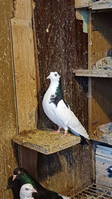 30 броя гълъби.  .