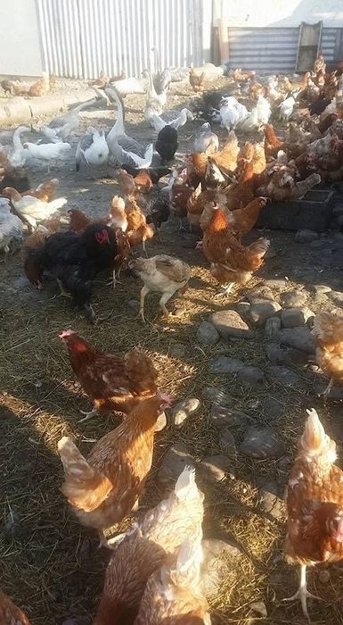 Gaini ouătoare roși puicuțe tinere crescut pe sol