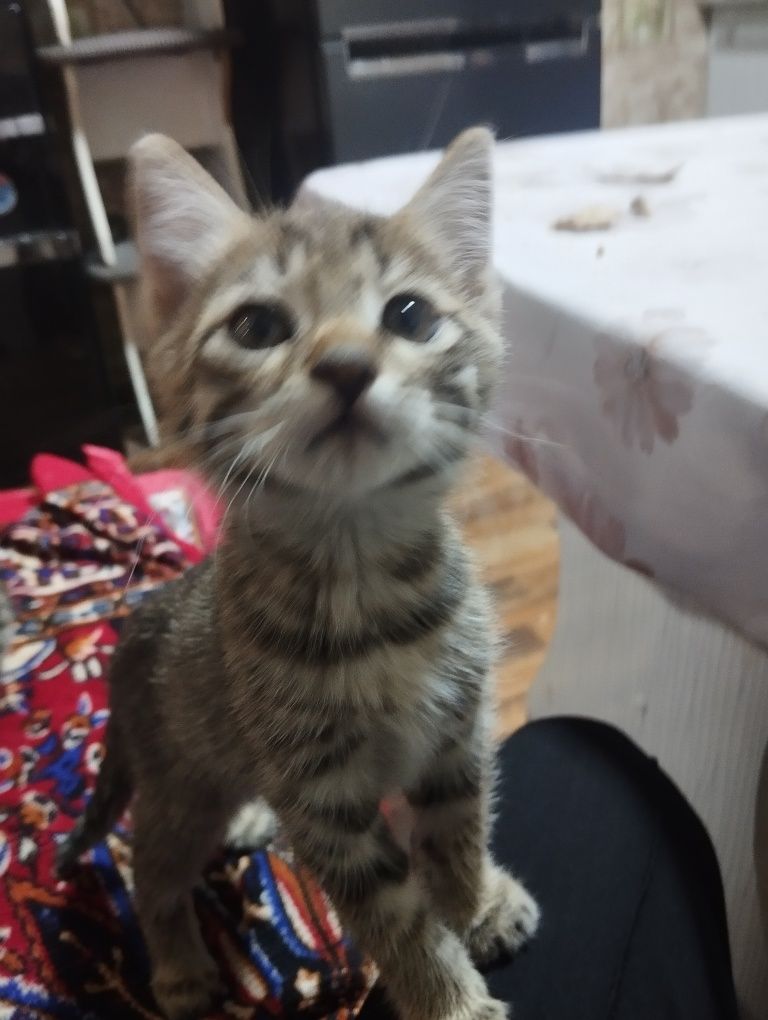 2 котята отдам даром