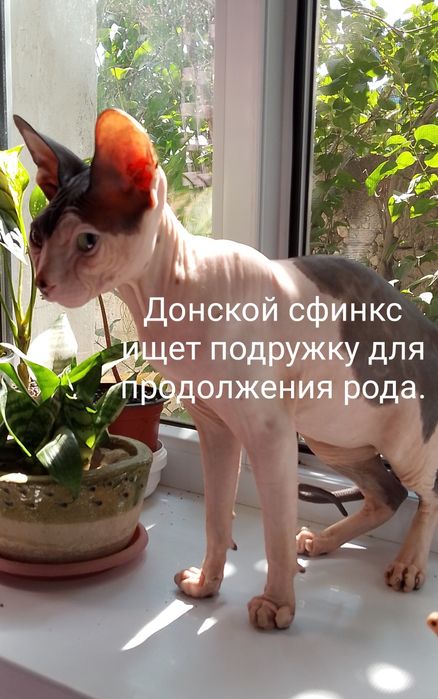На вязку Донской сфинкс чистокровный