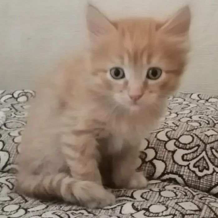 Отдам котика добрым людям