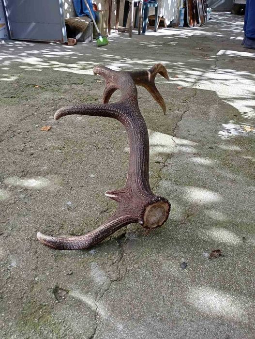 Еленови рога чифт от Средна гора