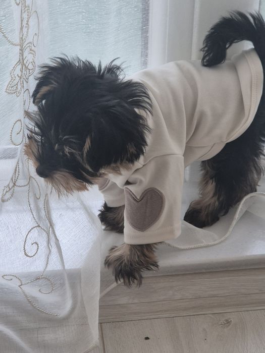 Йоркширски териер