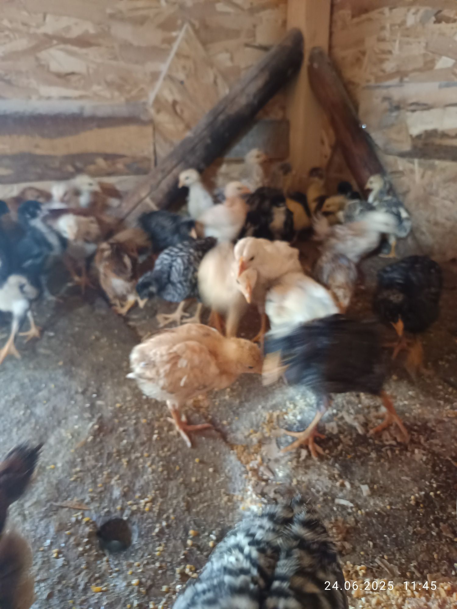 vand puișori mari și boboci de gasca