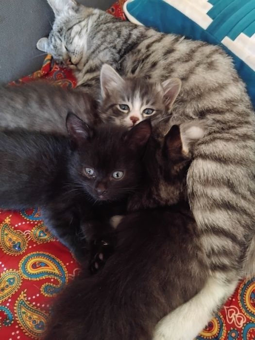 Отдам котят в добрые руки
