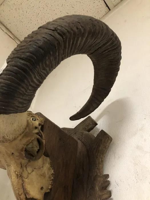 Trofeu coarne de muflon -A-