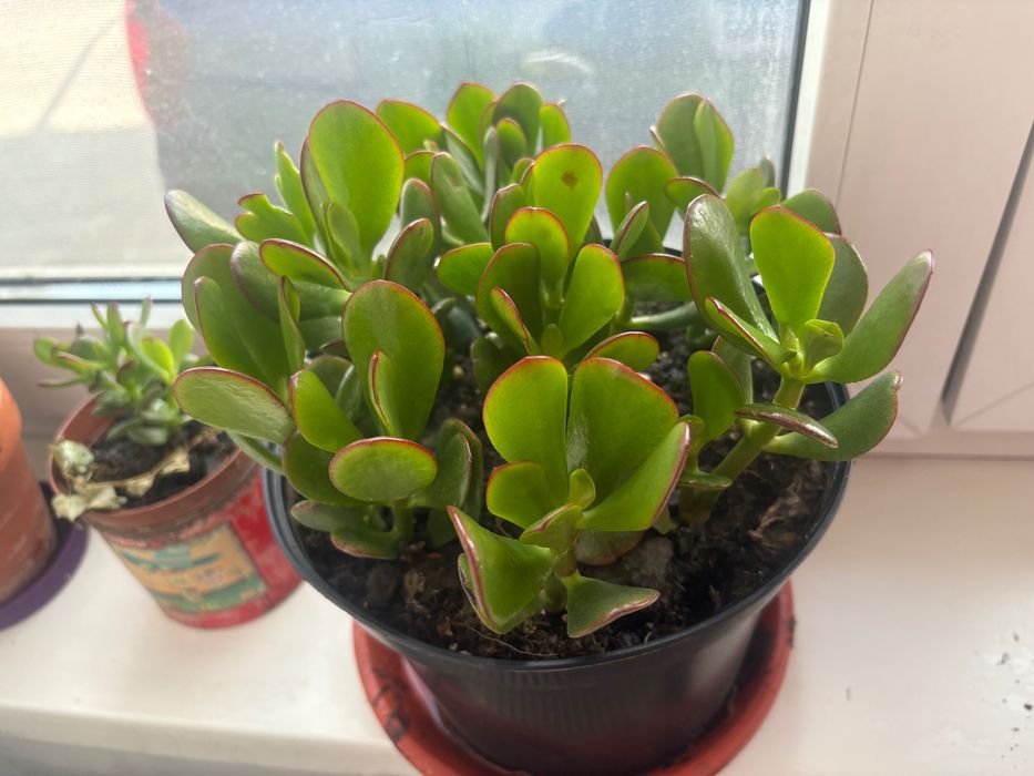 Crassula ovata planta banului