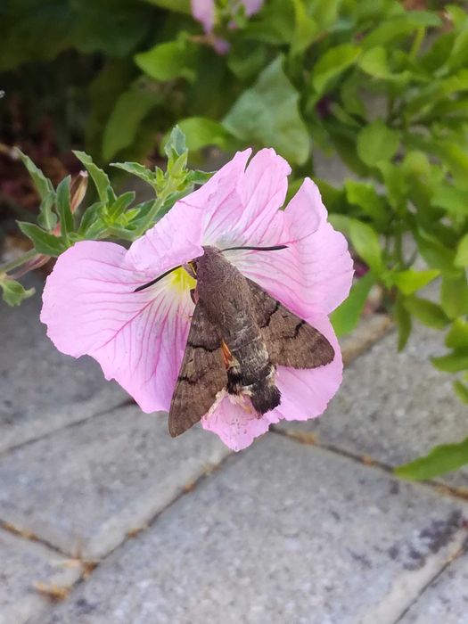 Детегледачка с опит