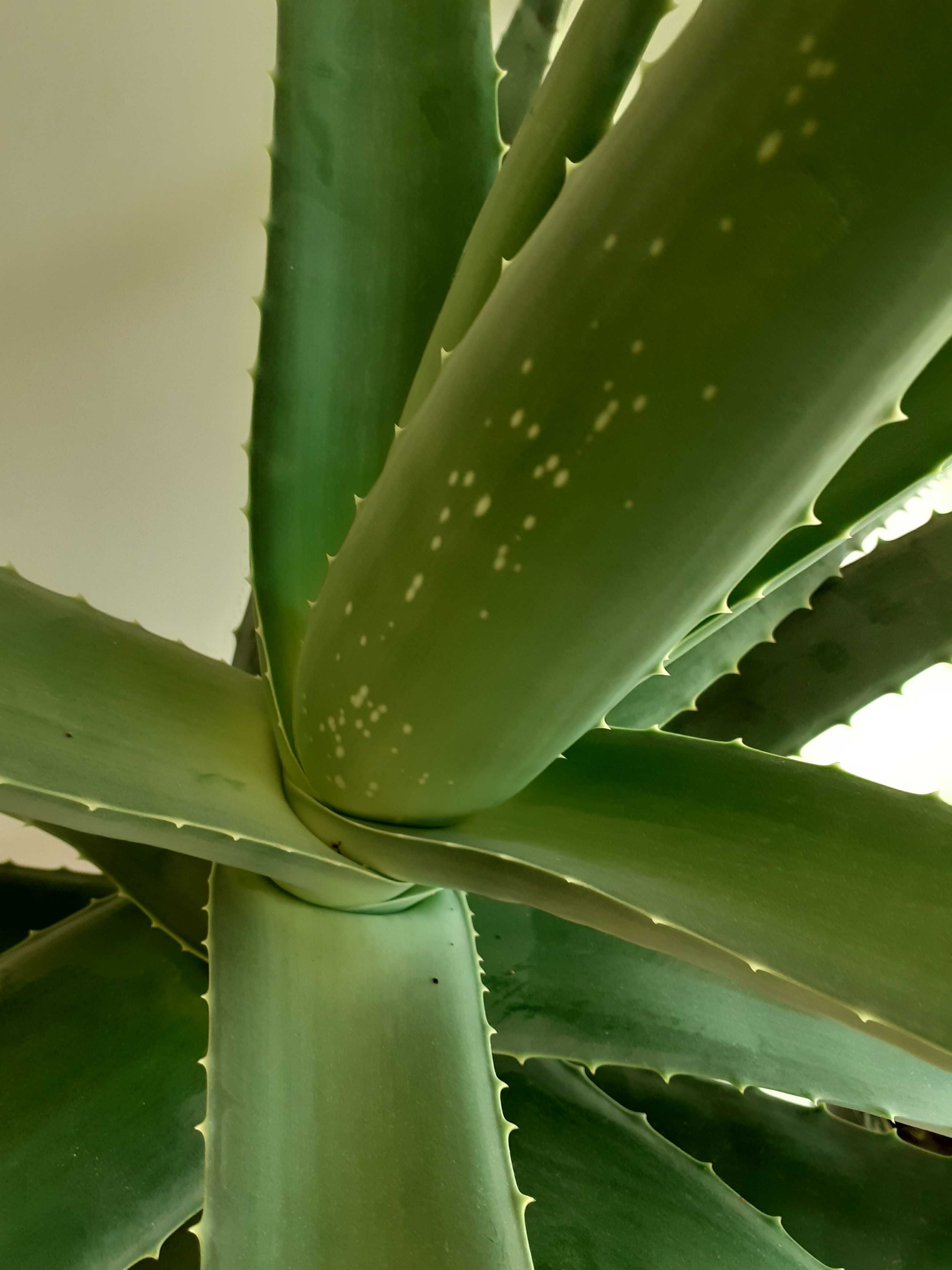 Aloe vera,frunze pentru gel,planta de 10 ani