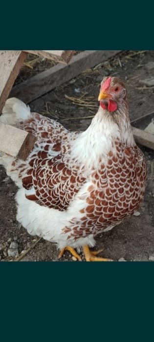 Vând găini Wyandotte și sussex