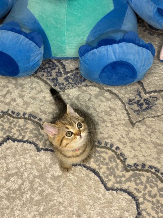 Mushuk bolasi sotiladi