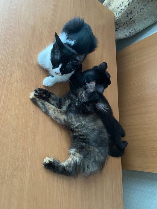 Котята в добрые руки (котенок, кошка, кошечка)