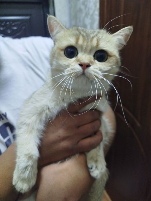 Продам чистокровных шиншилл