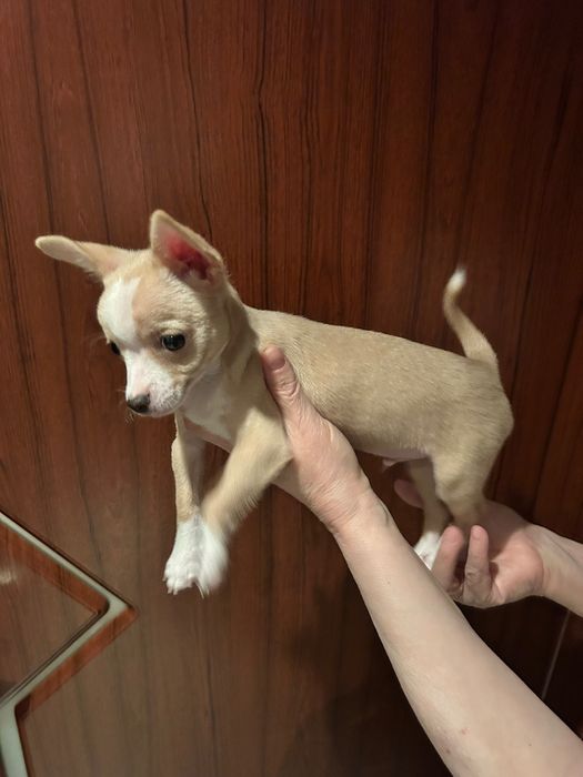 Мини  чихопинчер