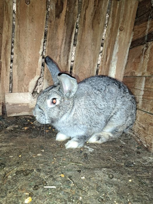 Vând iepuroi de 8 luni și 5 bucăți de 4 luni