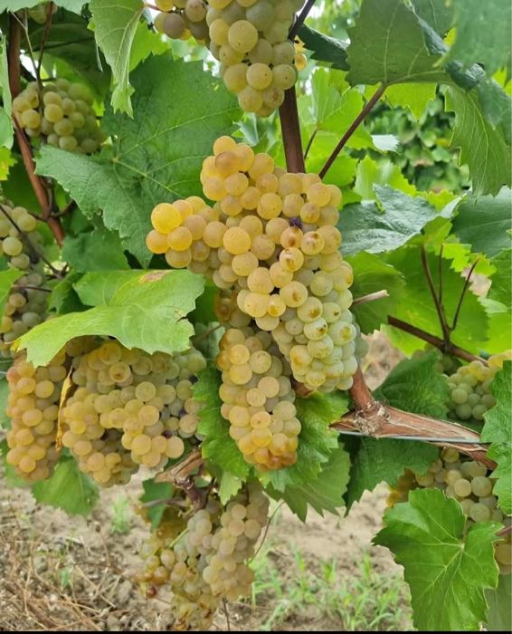 Struguri de vin