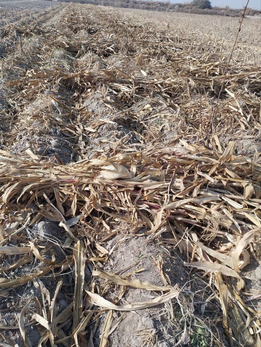 Hashak Makka bor 1000 bogʼ