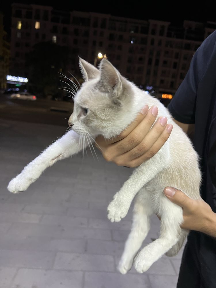 Котик с хорошым характером. 400 тысяч. Поговорим по цене)