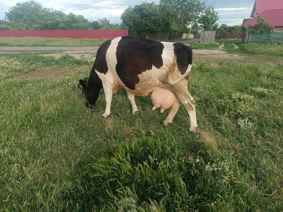 vaca de vanzare,de 5 vitei,foarte blanda.
