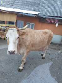 Vaca de vanzare baltata