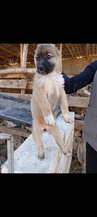 Alabay gidik sotiladi