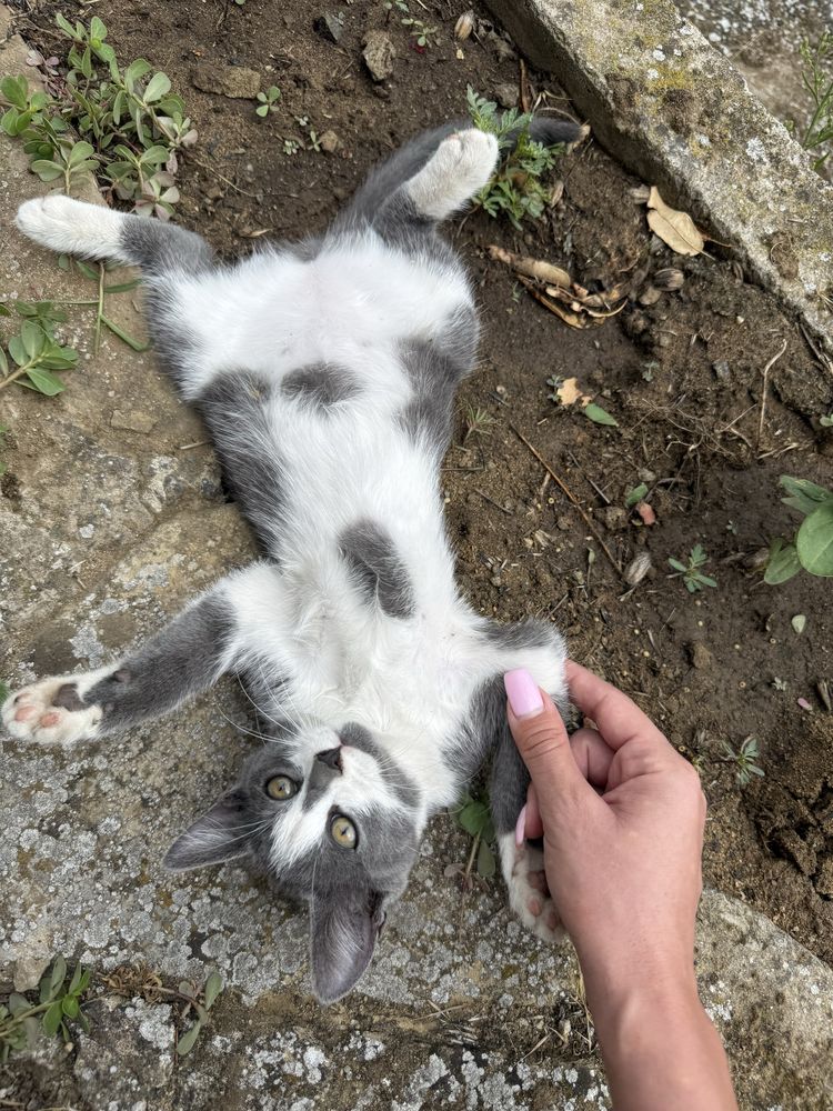 ПОДАРЯВАМЕ котенце Сива