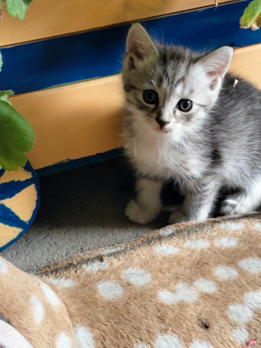 Продам красивых шотландских котят.Есть девочки и мальчики,
