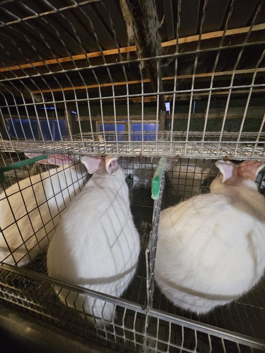 Vand iepuri cu transport la domiciliu.